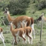 Guanacos