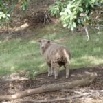 hat schon Wolle für den Winter