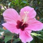Hibiscus