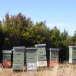 hier wird Manuka Honig gewonnen