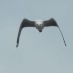 Hitchcock lässt grüßen