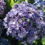 Hortensie in voller Blüte