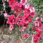 hübsche, rote Blüten