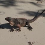 Iguana