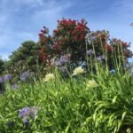 im Hintergrund blüht der Christmas Tree