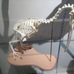 Im Kiwi House Whangarei - Skelett eines Kiwi