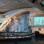 im Walmuseum Nantucket