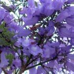 Jacaranda