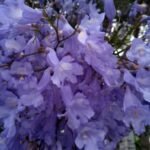 Jacaranda Blüten