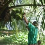 James pflückt Kokosnüsse für uns