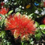 jetzt blüht er - der Pōhutukawa