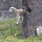 jetzt laufen hier Schafe rum