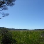 Kaitoke Wetland