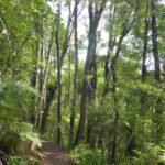 Kauri-Waldspaziergang