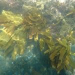 Kelp bei Motuoi Island