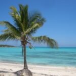 Kokospalme am Strand