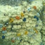 Koralle mit Spirobranchus giganteus