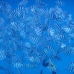 letztes Schnorcheln für die nächsten Monate