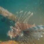 Lionfish