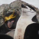 Macaroni und Kehlstreifen- Pinguin