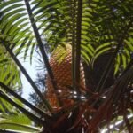 männlicher Palmfarn