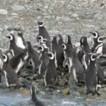 Magellan Pinguine