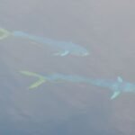 Mahi Mahi bei Flaute