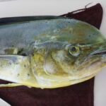 mal wieder ein Mahimahi