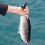 mal wieder einen Fisch gefangen