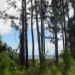 mal wieder Nadelhölzer