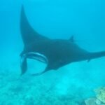 Manta bei Ono Island