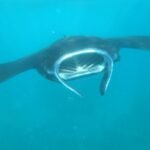 Manta in den Yasawas