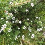 Manuka in voller Blüte