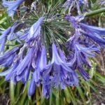 mit Agapanthus