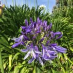 mit Agapanthus