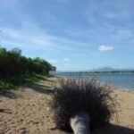 mit umgestürzter Palme