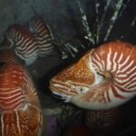 Nautilus