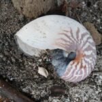 Nautilusschnecke