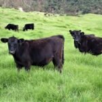 neugierige kleine Stierchen