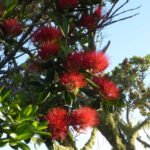 noch blüht der Christmas Tree