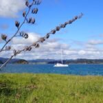 nochmal Belena vor Roberton Island