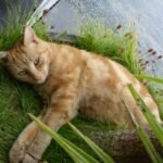 nochmal Ben, der Kater