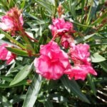 Oleander