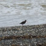 Oystercatcher