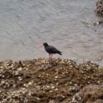 Oystercatcher inmitten von Austern