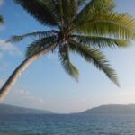 Palme am Survivor Beach