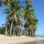 Palmen, Palmen, Palmen