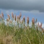 Pampasgras