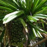 Pandanus