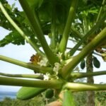 Papayablüte und die Frucht